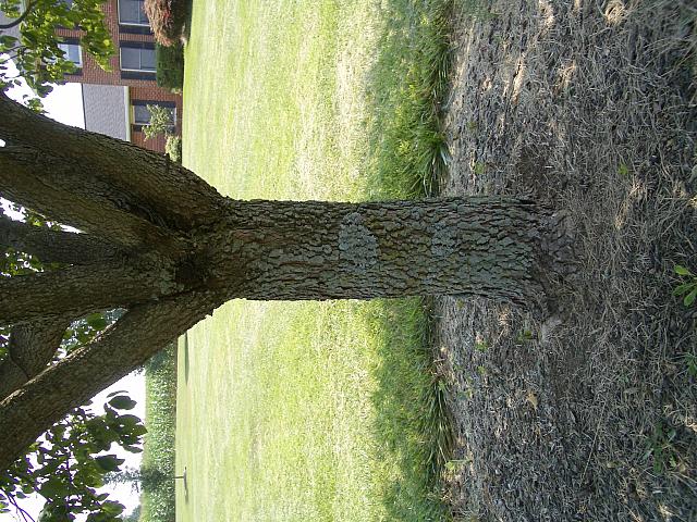 IMGP2069.JPG