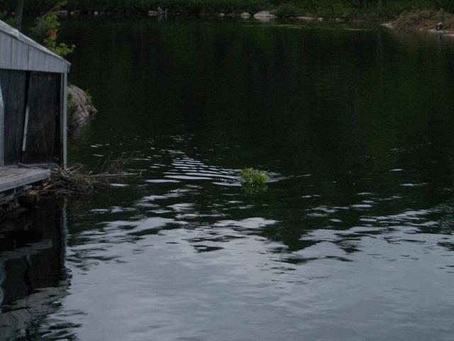 IMGP1275.JPG