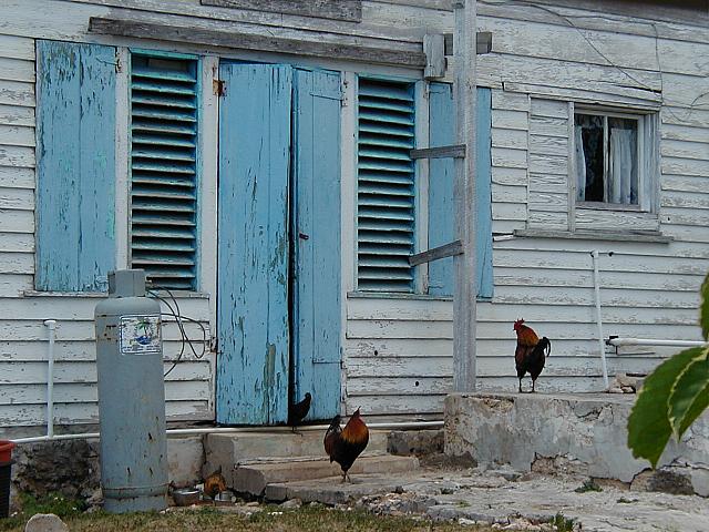 Cluck, cluck..