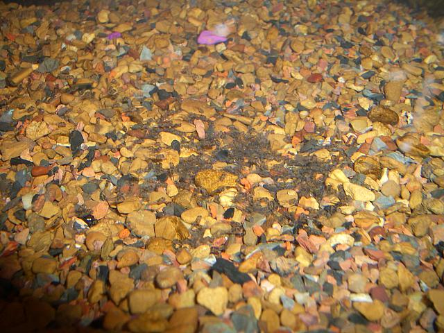 Little tiny fishies