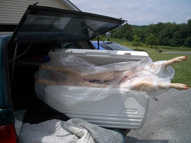 The pig almost fit in the cooler...