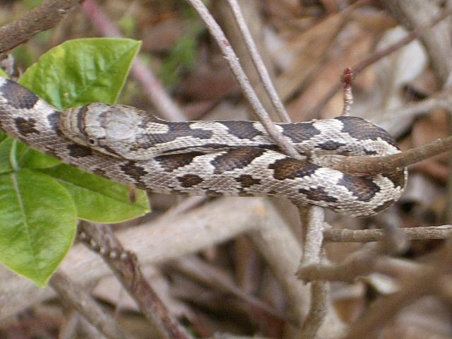 IMGP0757.JPG