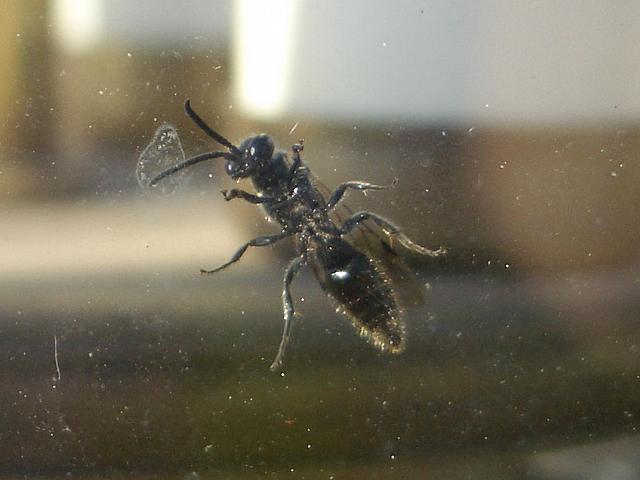 IMGP1115.JPG