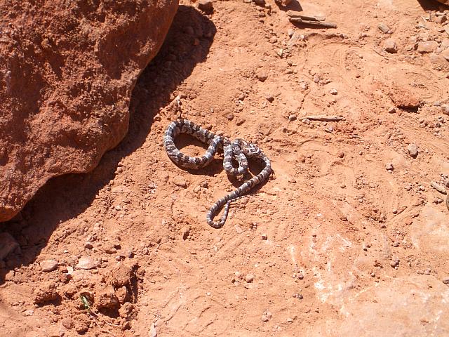 A tiny western diamondback rattler.
