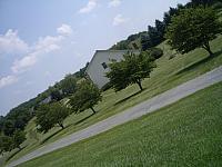 Dogwood Trees