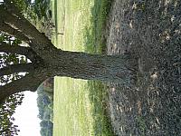 IMGP2070.JPG