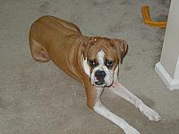 Our contruction-site dawg Lucy.