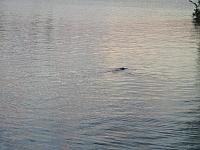 IMGP1309.JPG