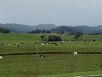 Moooo