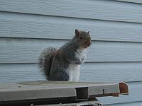 Wilbur, the plastic eating squirrel.