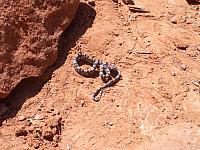 A tiny western diamondback rattler.
